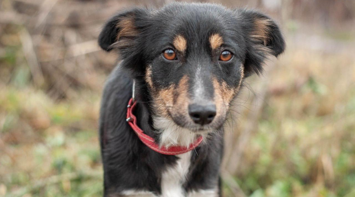 Chiens à adopter